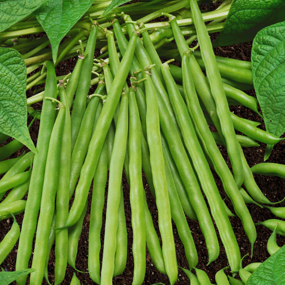 Great Description About French Green Bean Seeds