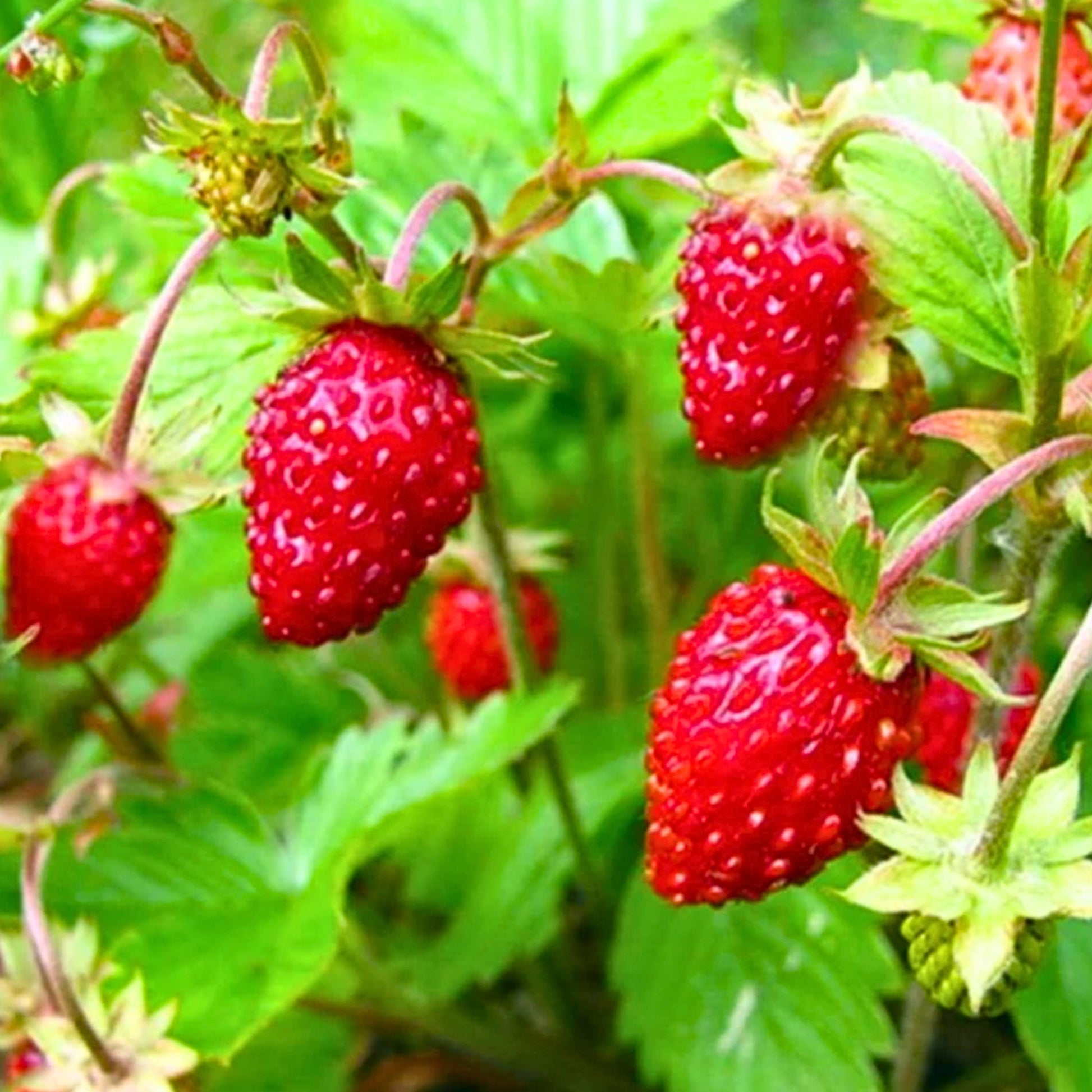 strawberry heirloom seeds Alexandria Alpine Strawberry