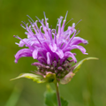 Wild Bergamot "Bee Balm" - Monarda fistulosa Seeds