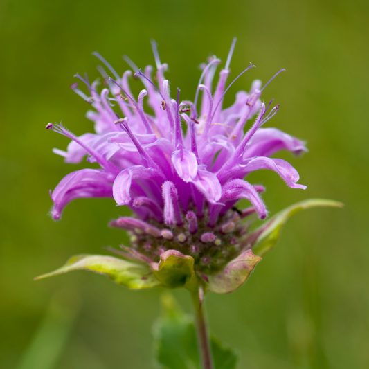 Wild Bergamot - Monarda Fistulosa Seeds