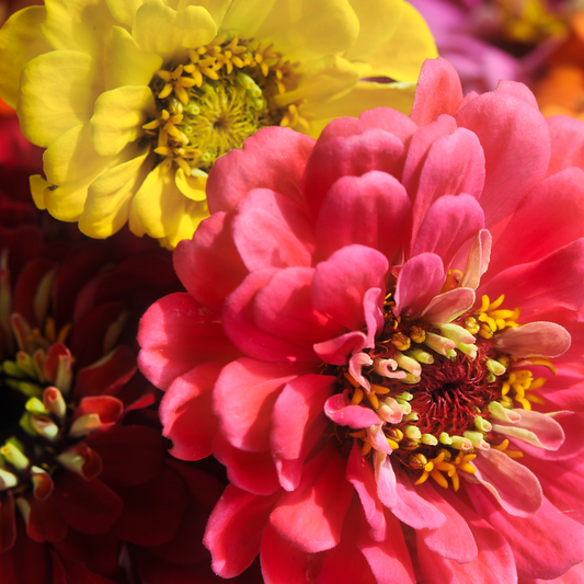 Dahlia Flowered Zinnia Seeds
