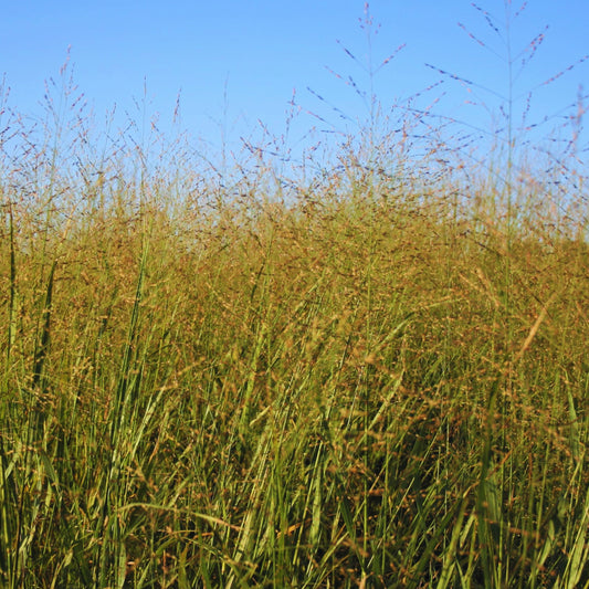 Switchgrass Seeds