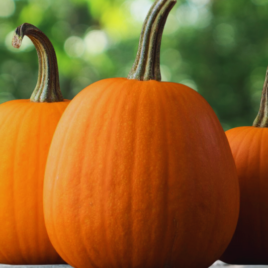 Jack O Lantern Pumpkin Seeds