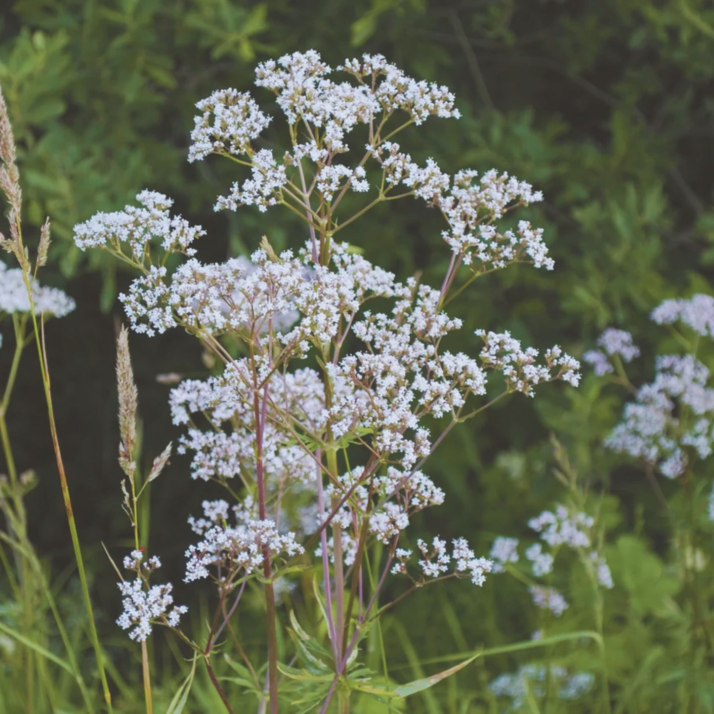 Anise Seeds