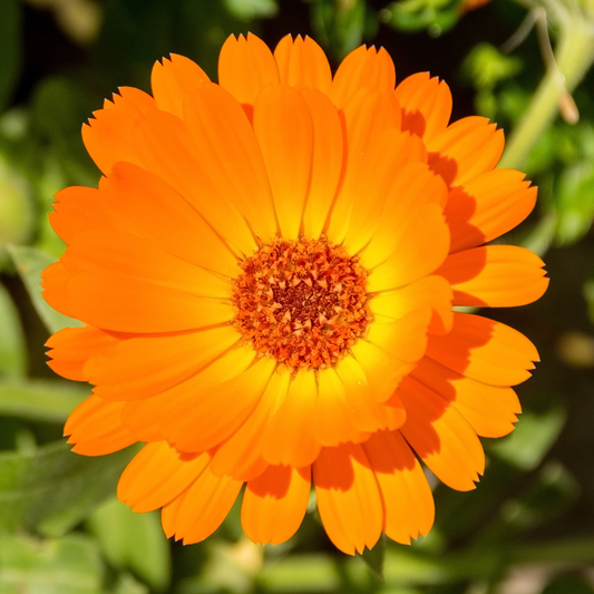 English Marigold Seeds