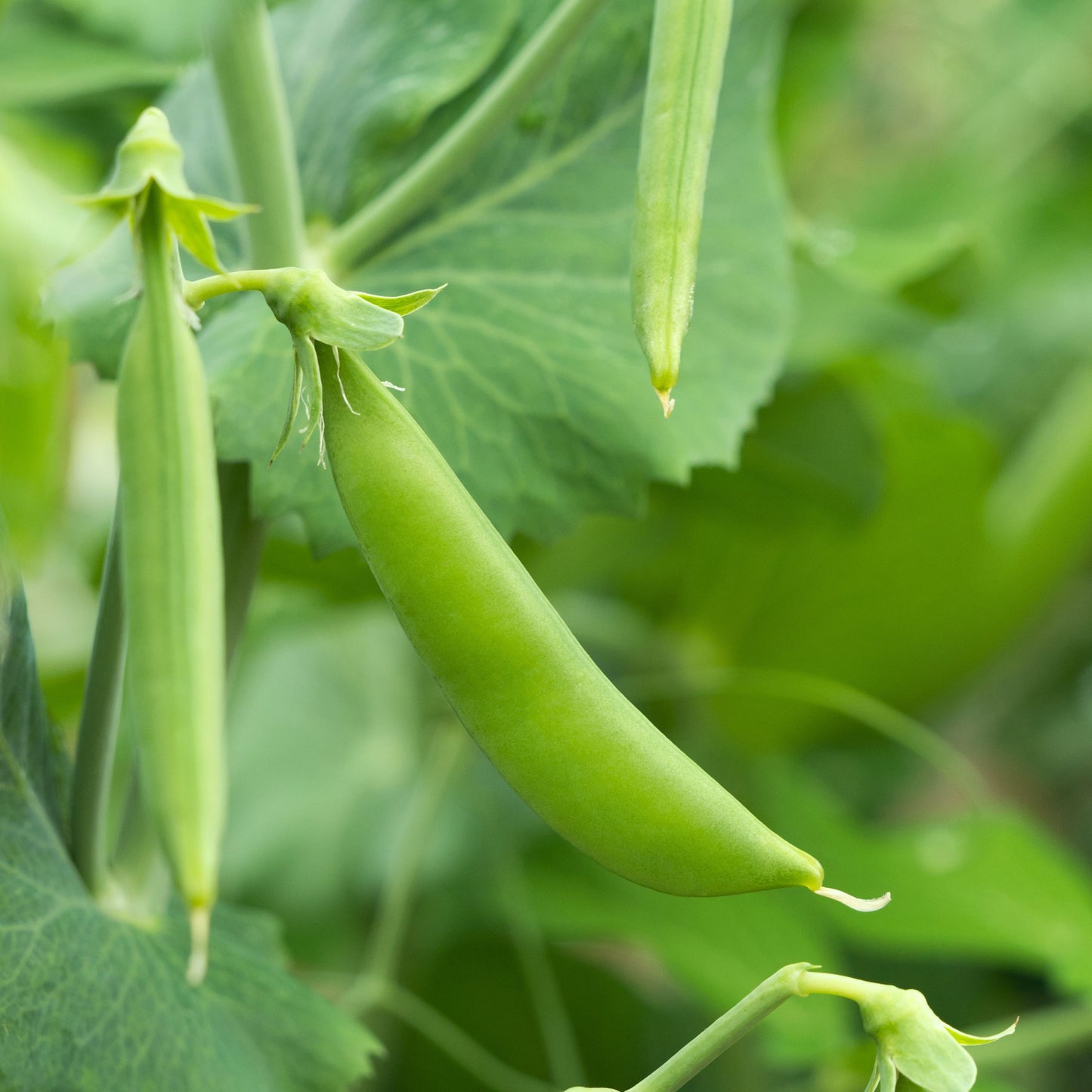 Sugar Snap Pea Seeds