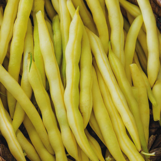 Cherokee Wax Yellow Bean Seeds