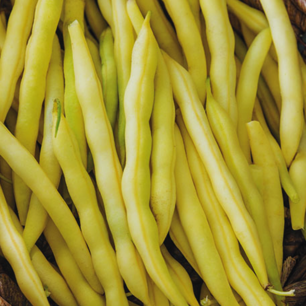 Cherokee Wax Yellow Bean Seeds My Health Forward