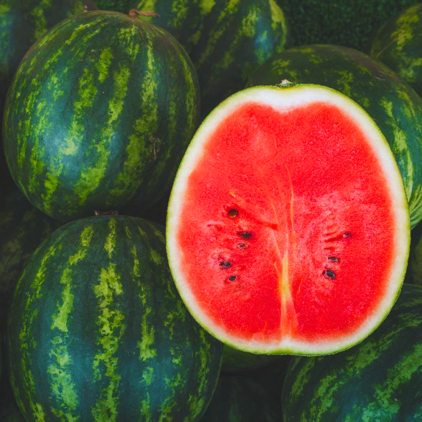 Florida Giant Watermelon Seeds