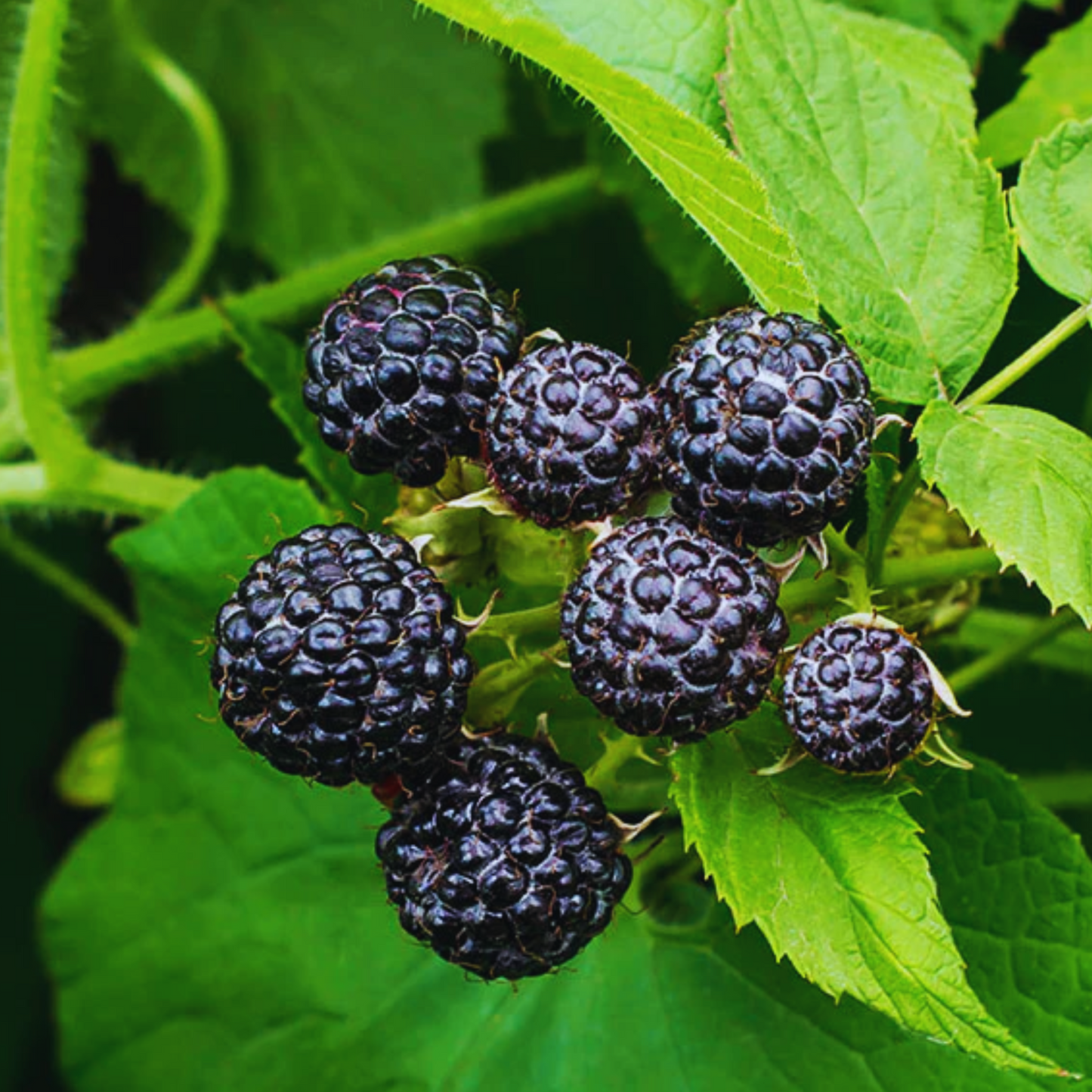 Black Raspberry - Rubus occidentalis Seeds