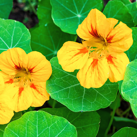 Alaska Gold Nasturtium Seeds
