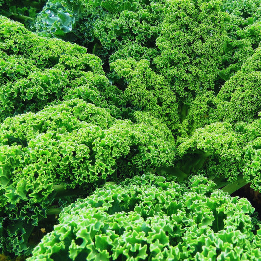 Blue Curled Scotch Kale Seeds