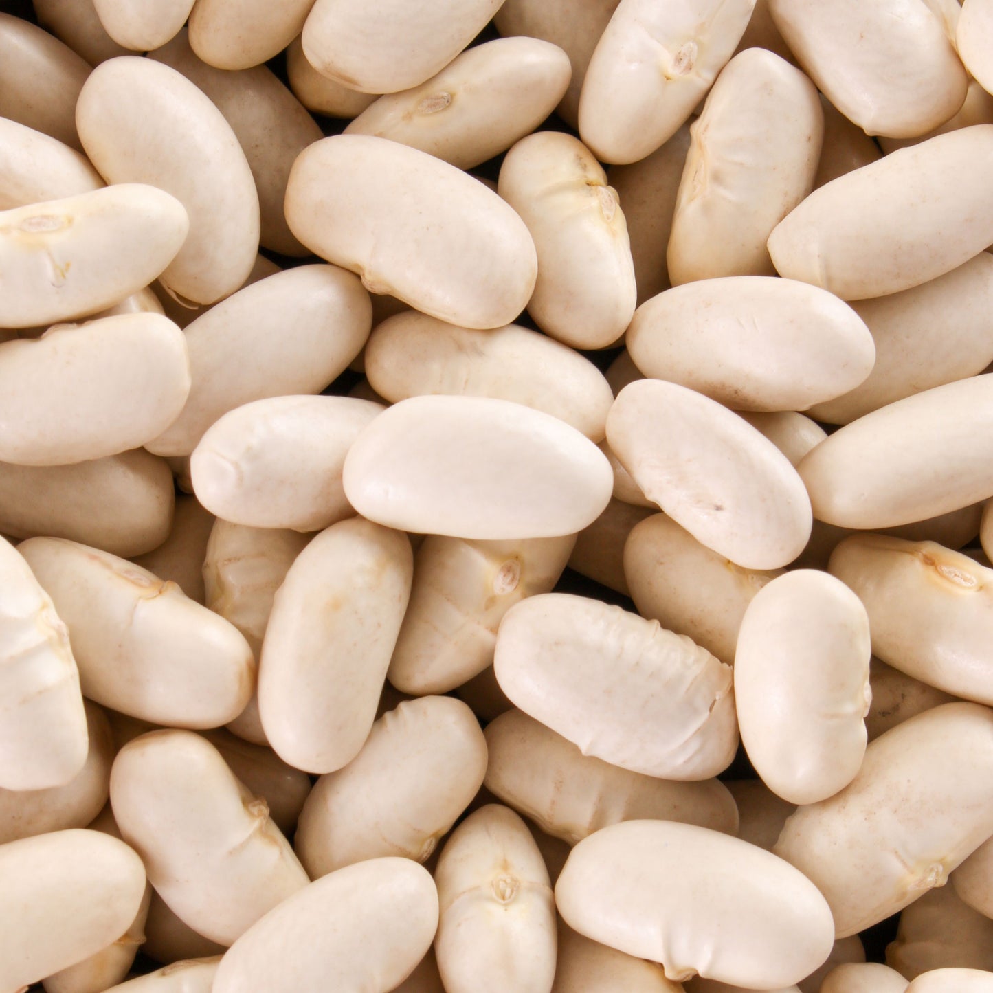 Cannellini Bean Seeds
