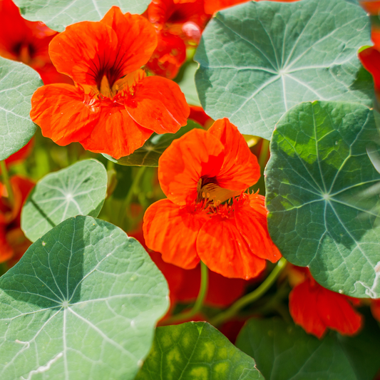 Empress of India Nasturtium Seeds