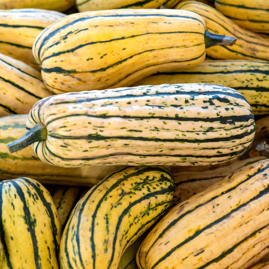 Delicata Squash Seeds