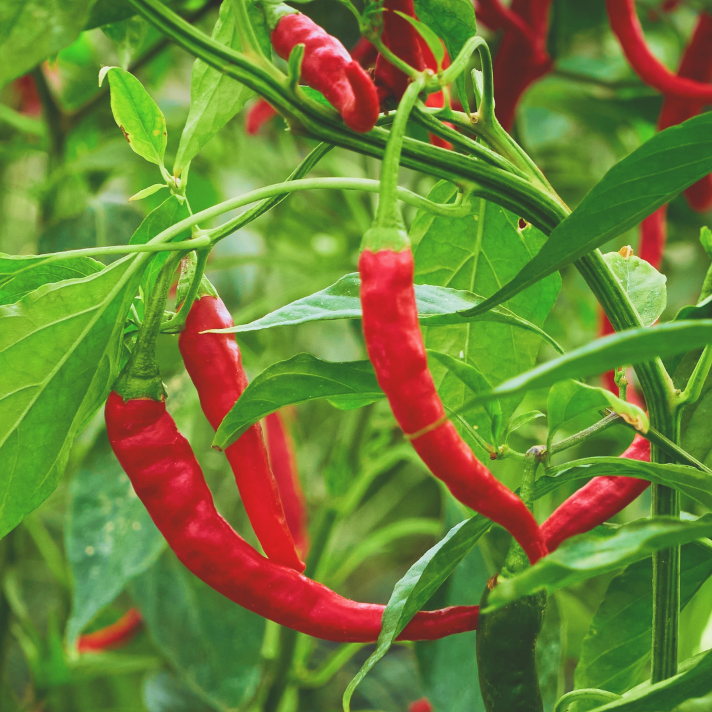 Long Red Cayenne Pepper Seeds