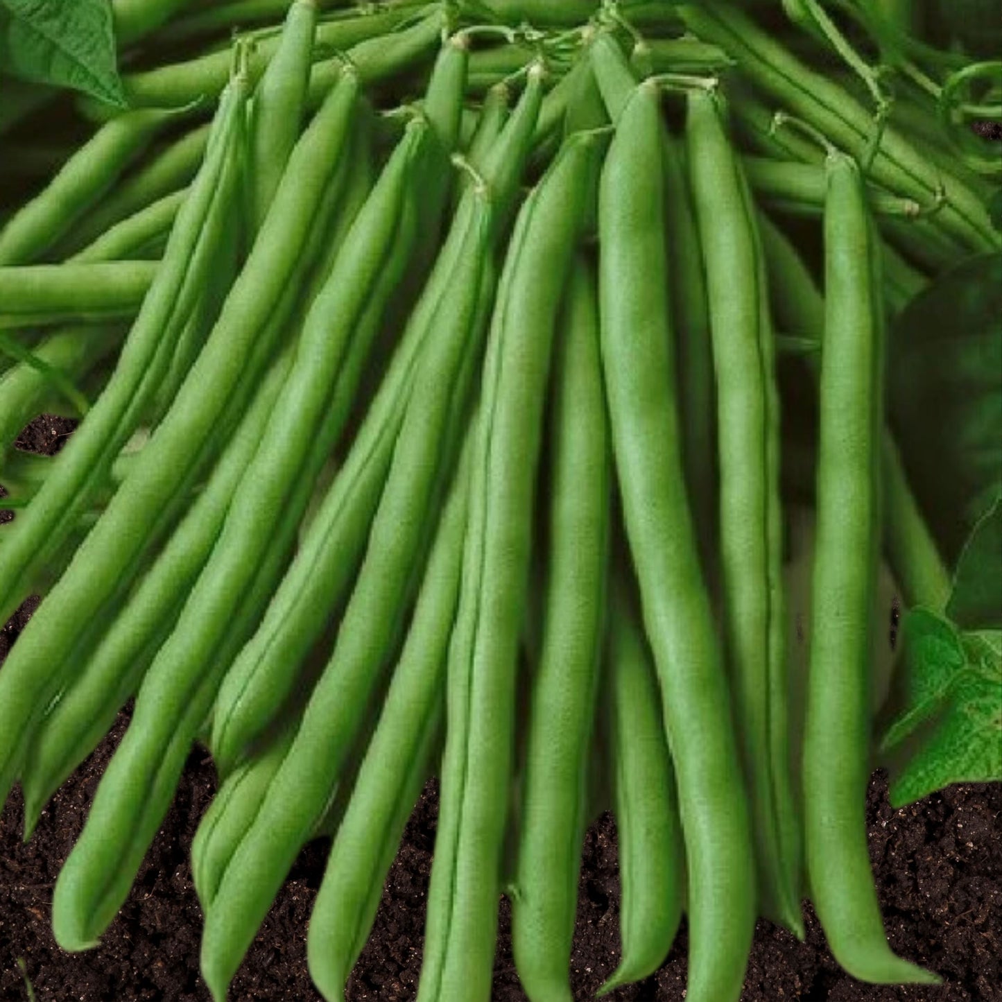 Kentucky Wonder Pole Bean Seeds