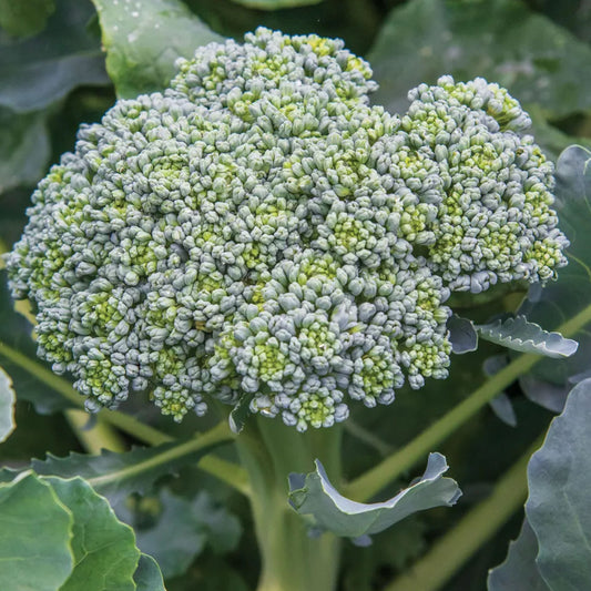 Waltham Broccoli Seeds