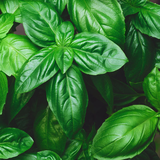 Genovese Basil Seeds