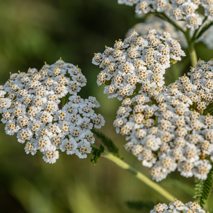 White Yarrow - Achillea millefolium Seeds