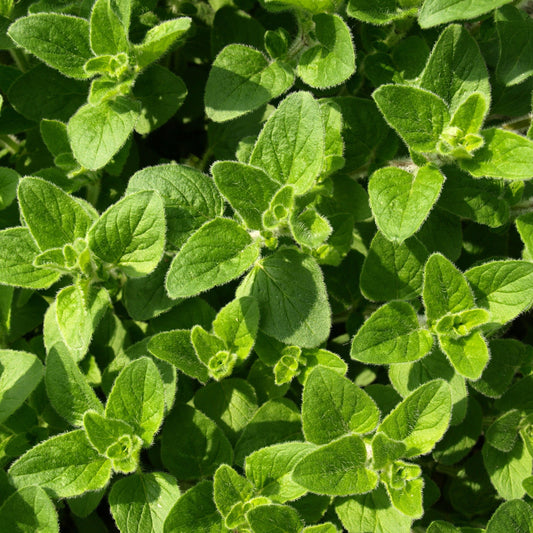 Greek Oregano Seeds