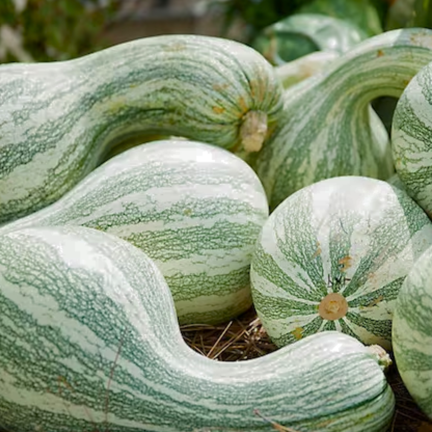 Cushaw Green Striped Pumpkin Seeds