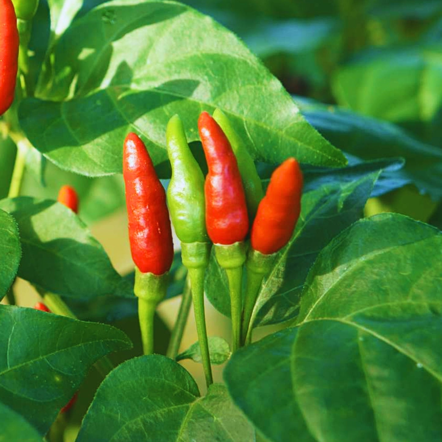 Hot Thai Pepper Seeds