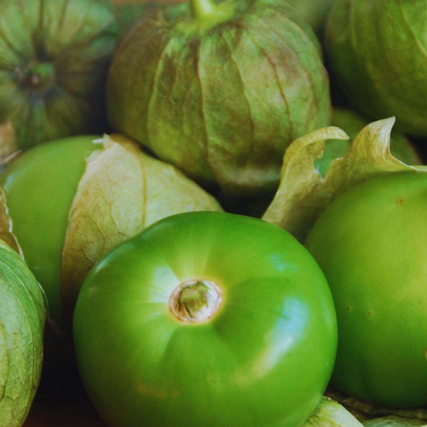 Green Tomatillo Toma Verde Seeds