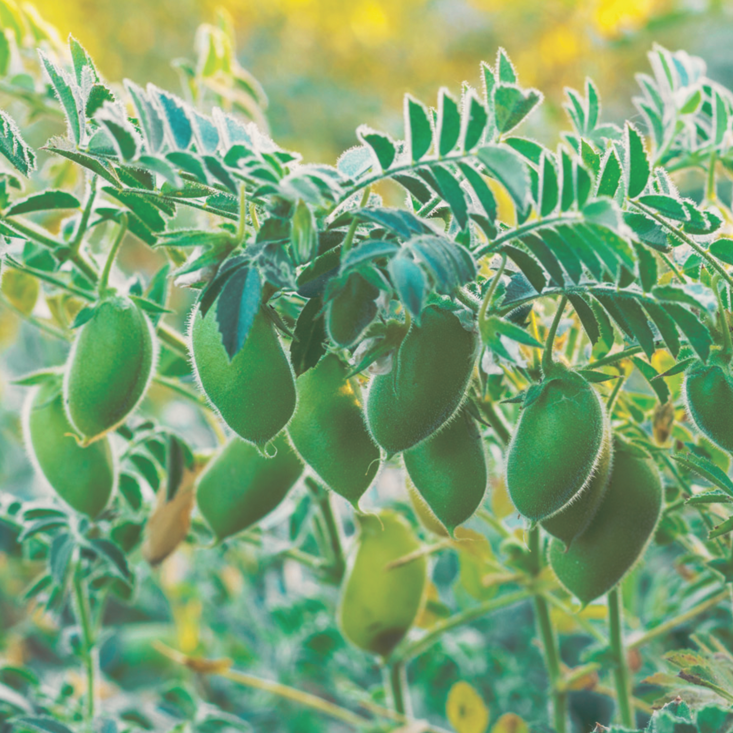 Garbanzo Bean (Chickpea) Seeds