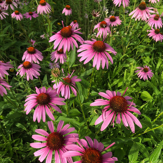 Purple Coneflower - Echinacea Purpurea Seeds
