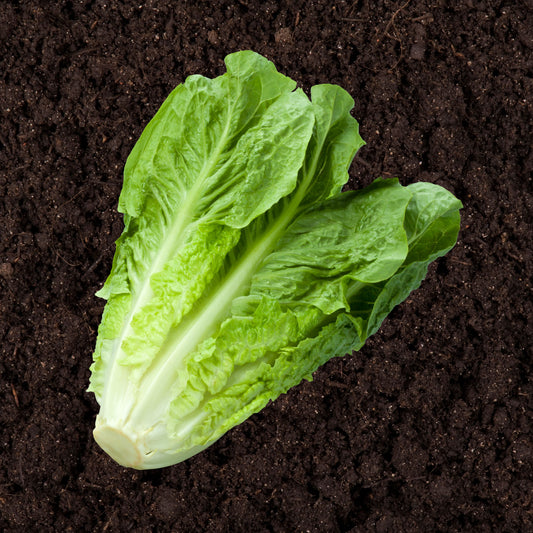 Parris Island Cos Romaine Lettuce