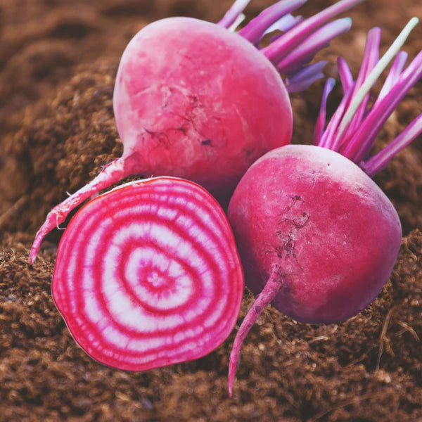 Italian Heirloom Chioggia Beet Seeds – My Health Forward
