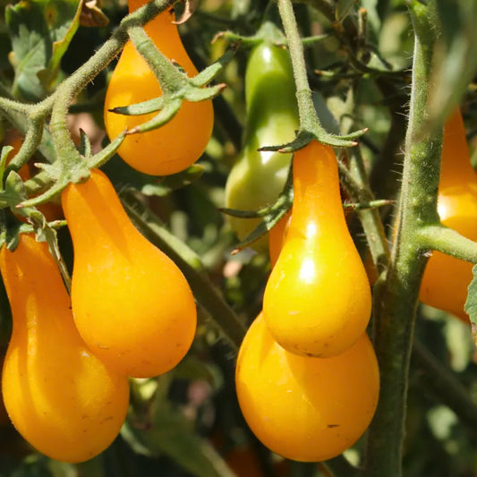 Yellow Pear Tomato Seeds