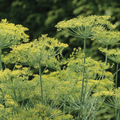 Bouquet Dill Seeds