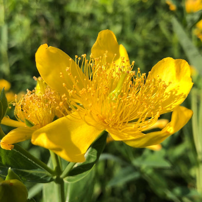 Great St. John's Wort - Hypericum pyramidatum Seeds