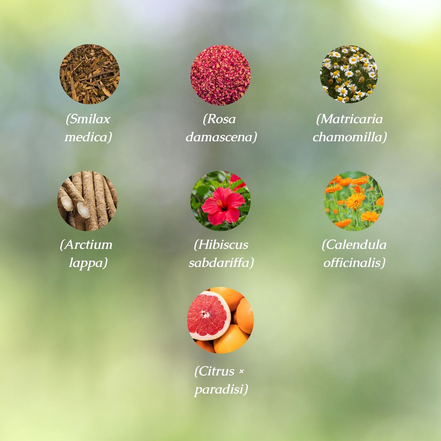 Skin Health Organic Herbal Tea