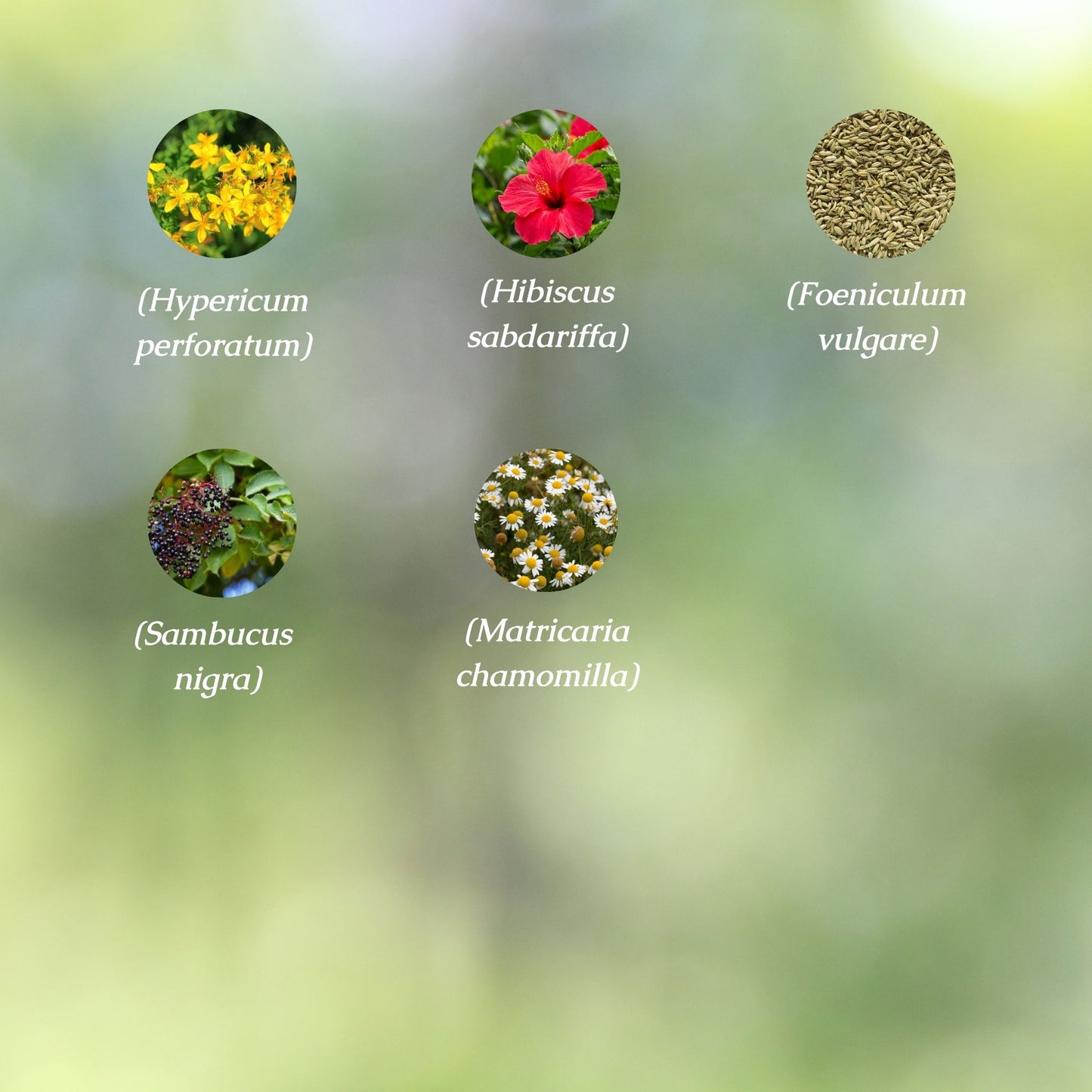 Organic Sleep Support Tincture