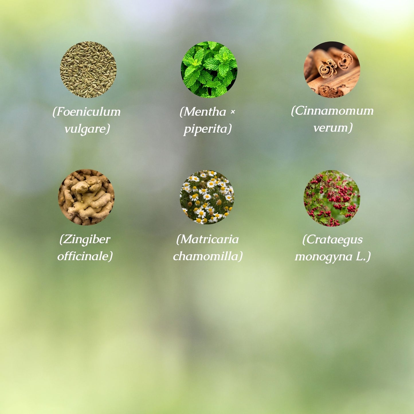 Stress Support Organic Herbal Tea