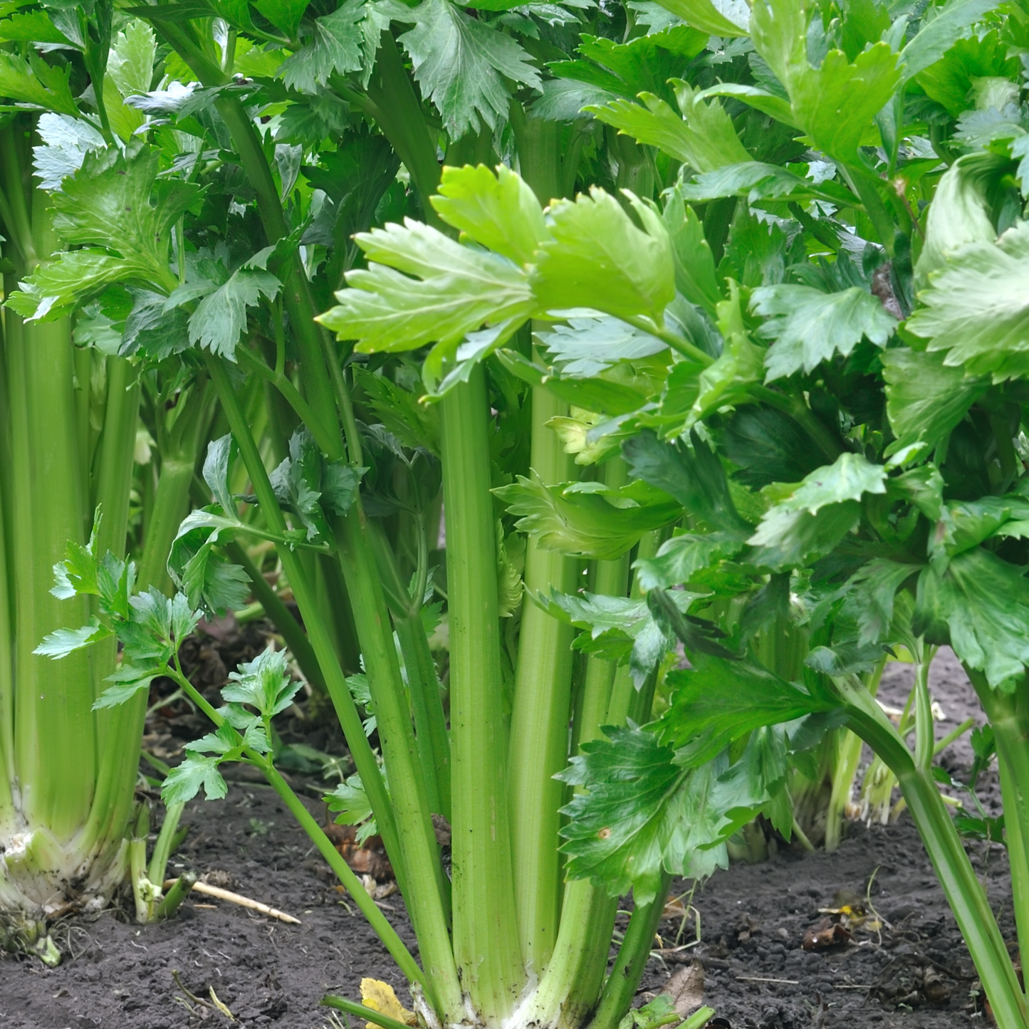 Tall Utah Celery Seeds