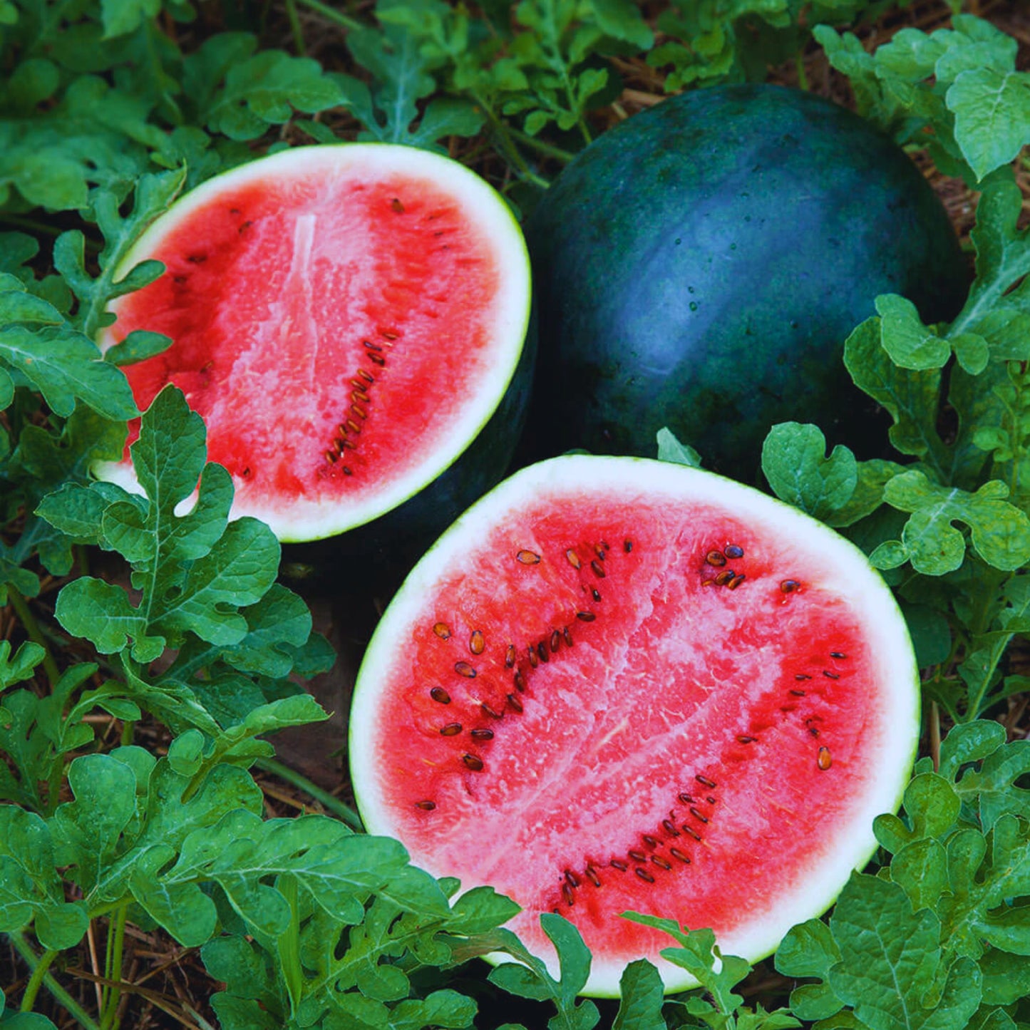 Sugar Baby Watermelon Seeds