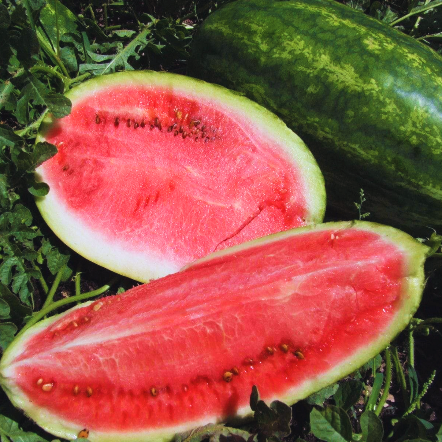 Striped Klondike Blue Watermelon Seeds