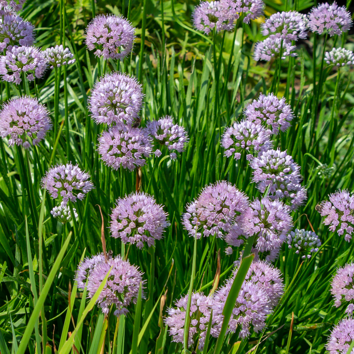 Prairie Onion - Allium stellatum Seeds