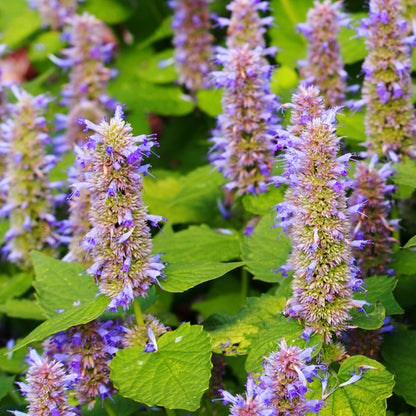 Anise Hyssop Wildflower Seeds