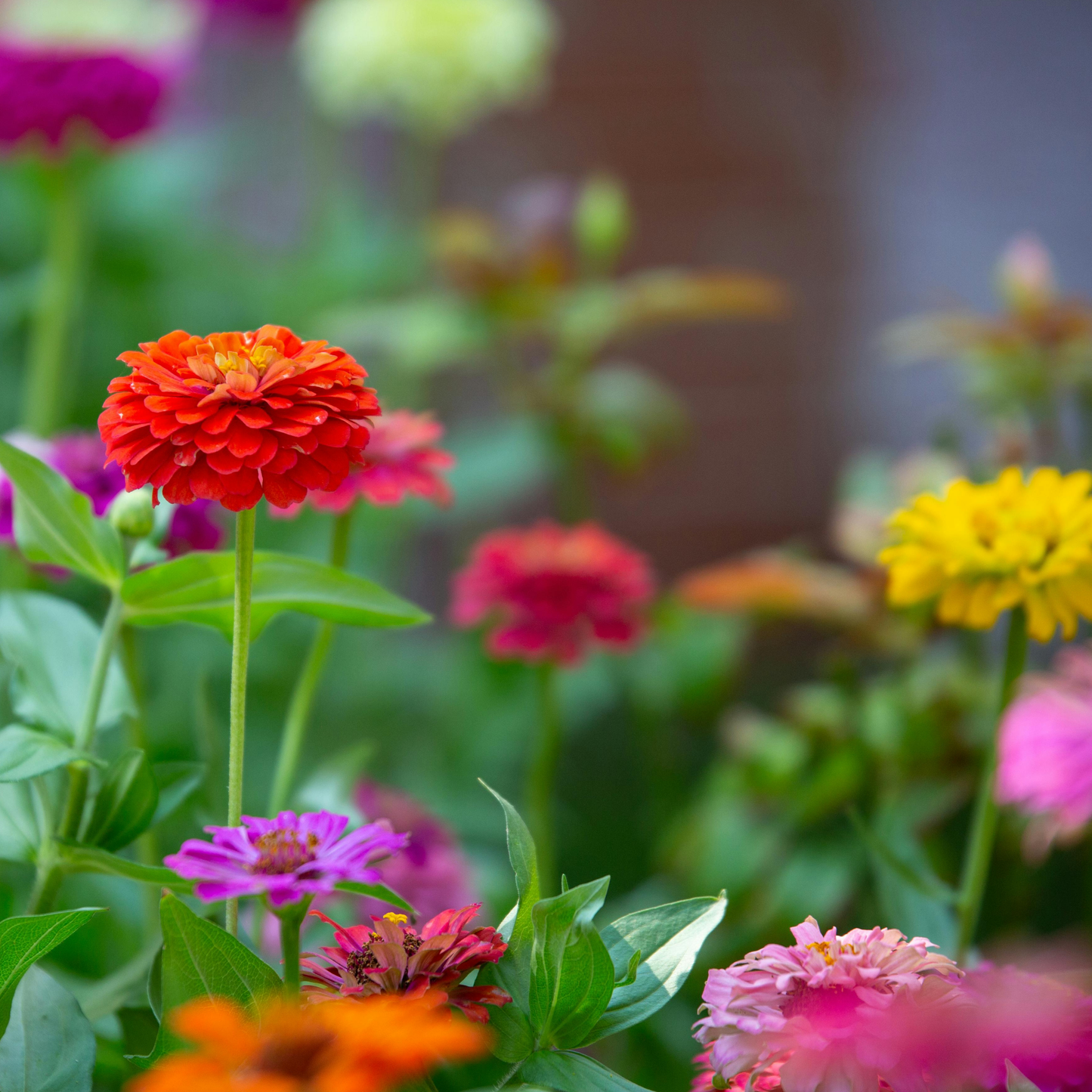 Dahlia Flowered Zinnia Seeds
