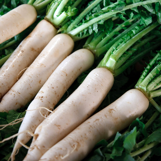 Daikon Minowase Radish Seeds