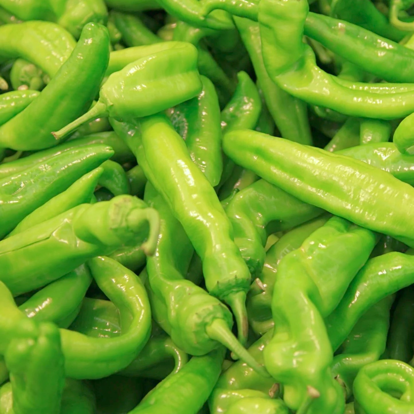 Pepperoncini Italian Pepper Seeds