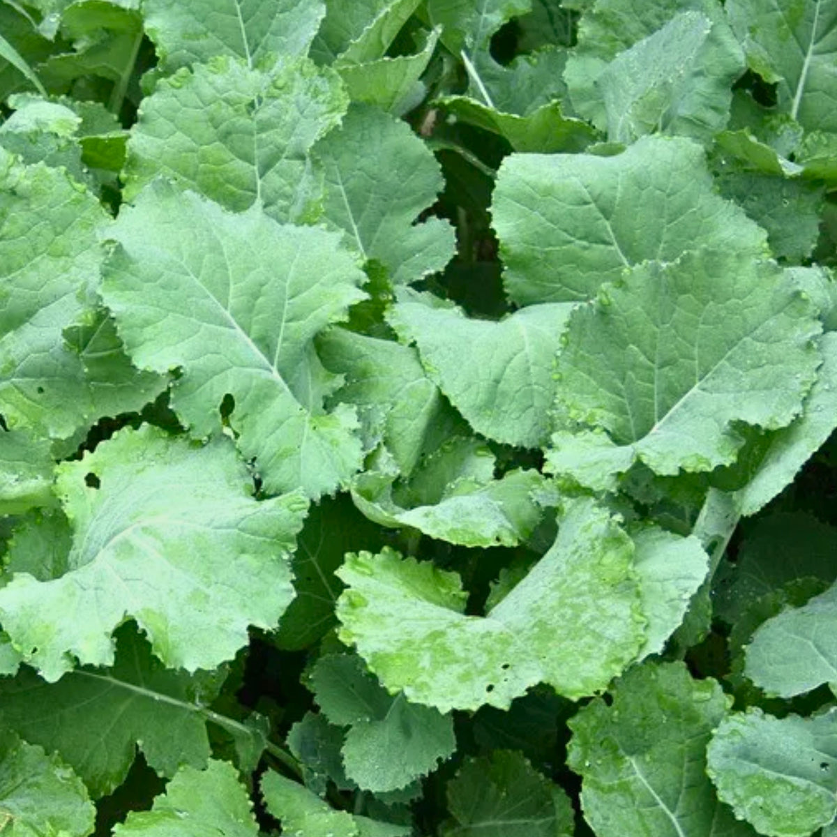 Premier Kale Seeds