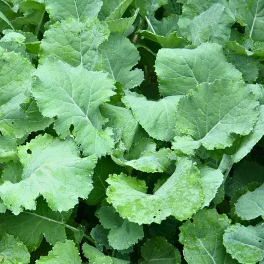 Premier Kale Seeds