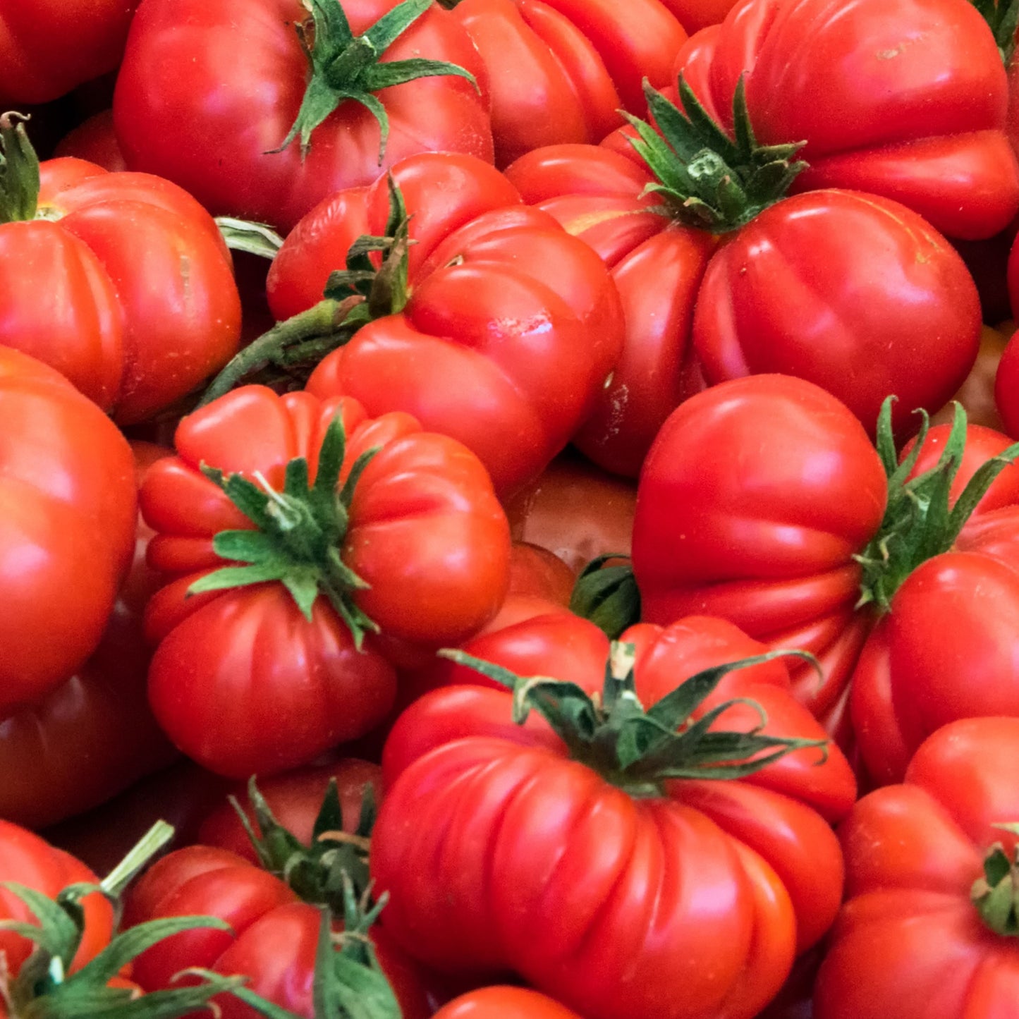 Rosso Sicilian Tomato Seeds