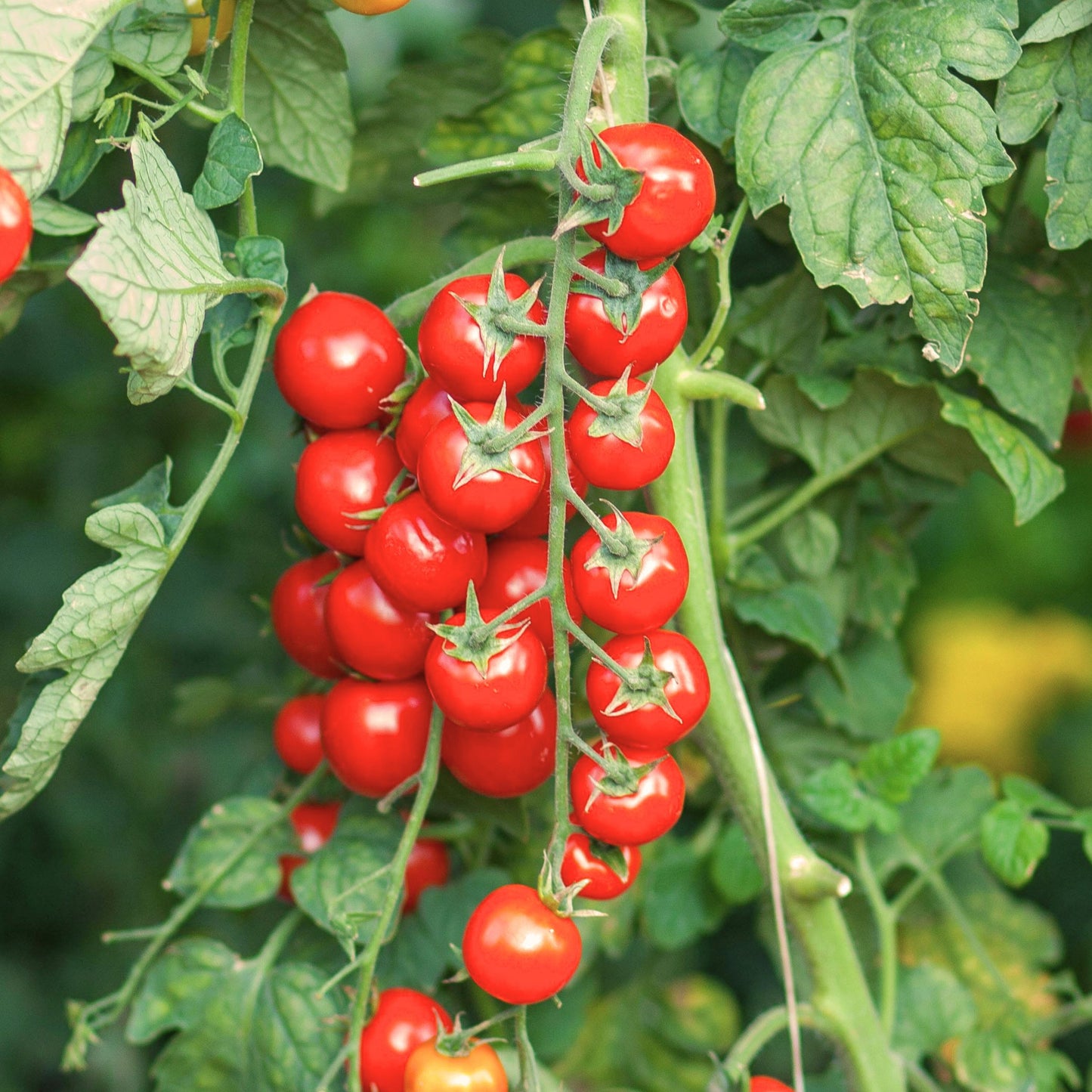 Sweetie Tomato Seeds